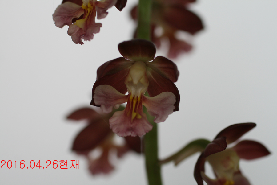 15-적판색설
