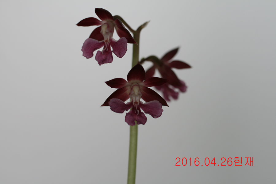 16-적판색설