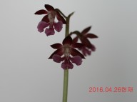 16-적판색설