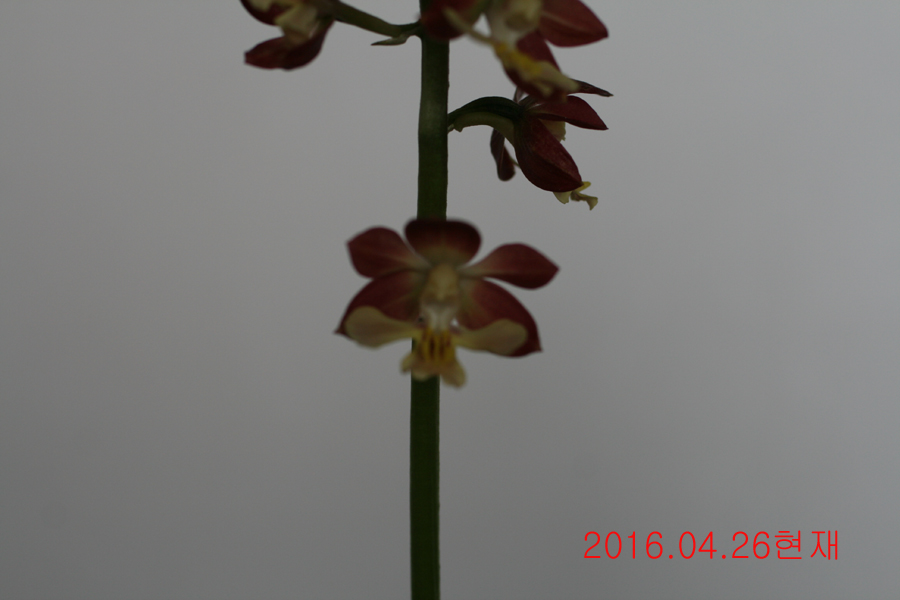 19-일본새우란