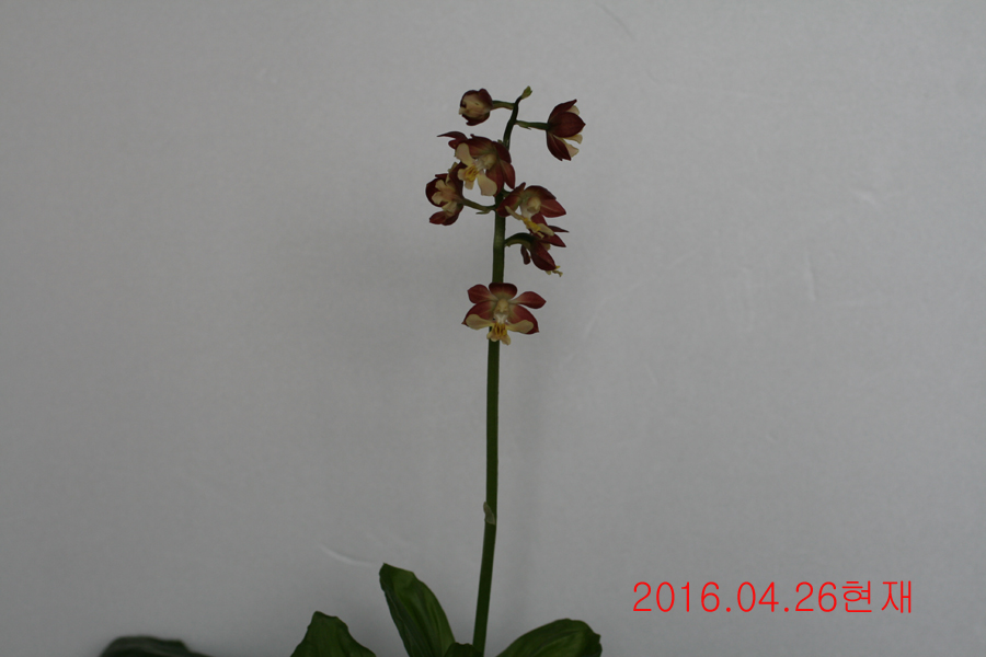 19-일본새우란