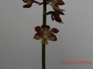 19-일본새우란