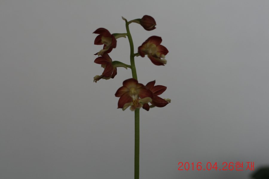 20-일본새우란