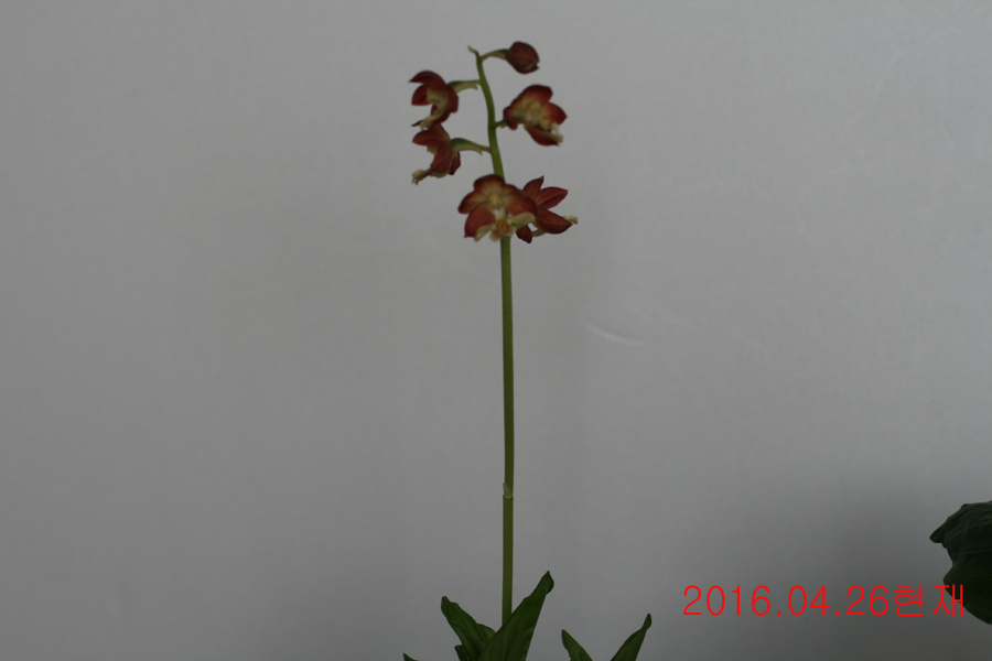 20-일본새우란