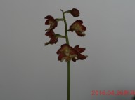 20-일본새우란