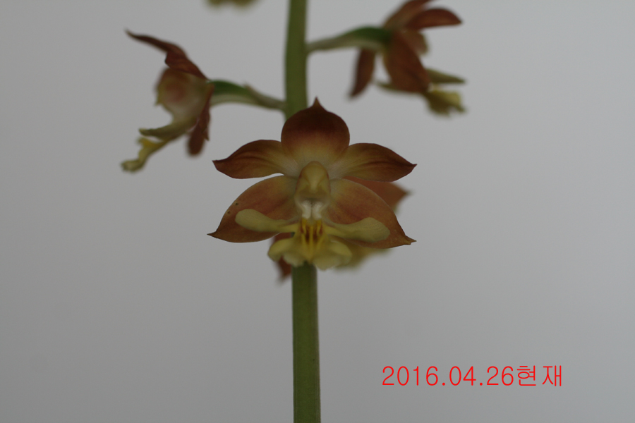 21-일본새우란