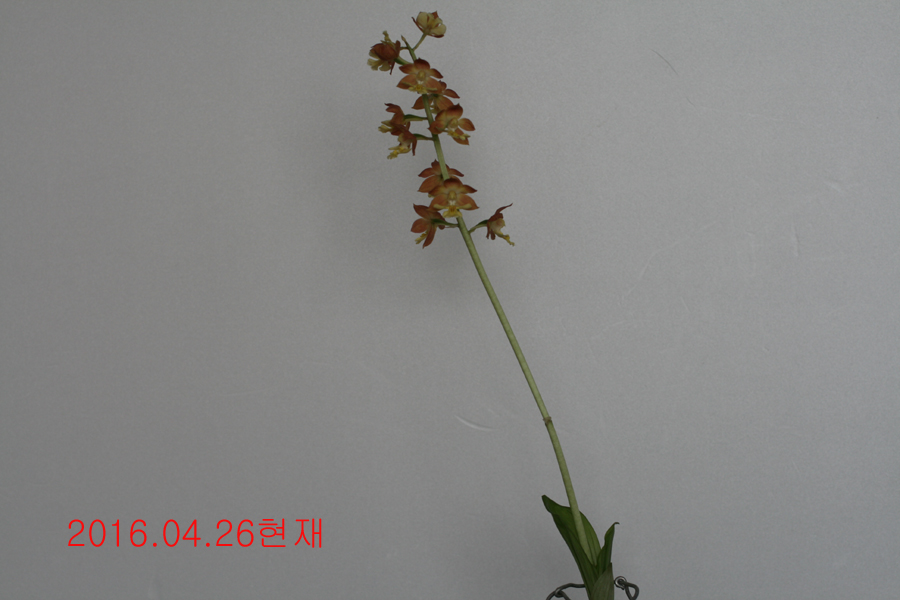 21-일본새우란