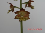 21-일본새우란