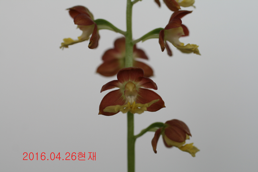 22-일본새우란