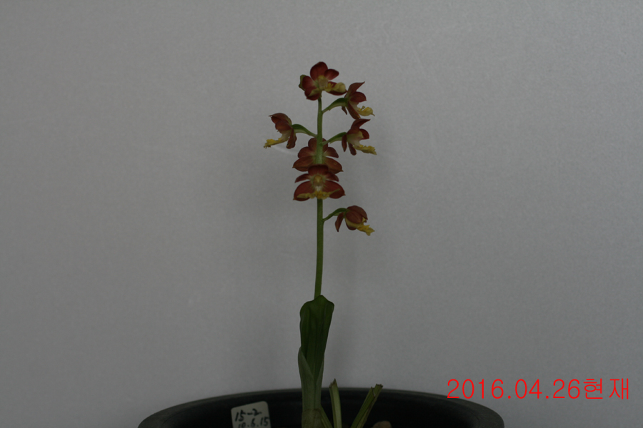 22-일본새우란