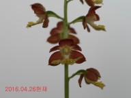 22-일본새우란