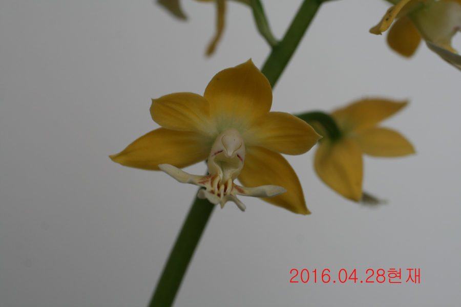 26-주금새우란