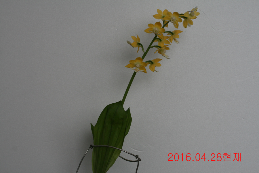 26-주금새우란