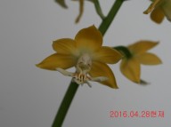 26-주금새우란