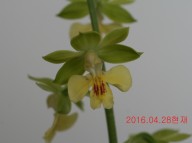 29-녹판황설