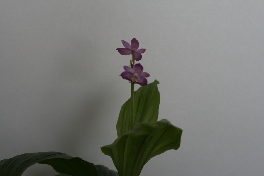17-35 니오이 일본새우란