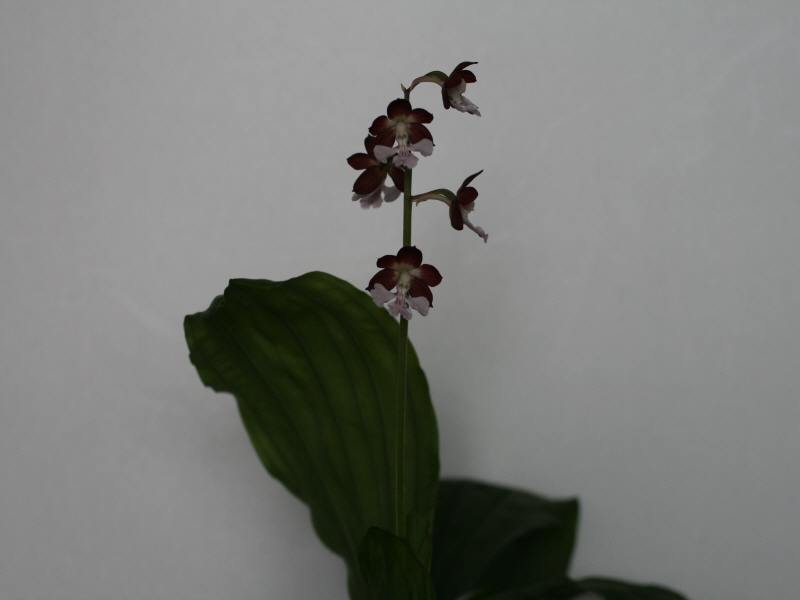 19-2 일본새우란