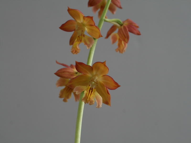 19-5일본새우란