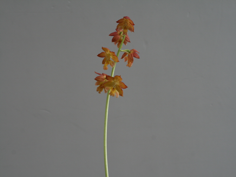 19-5일본새우란