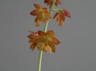 19-5일본새우란