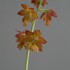 19-5일본새우란