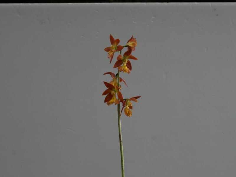 19-6일본새우란