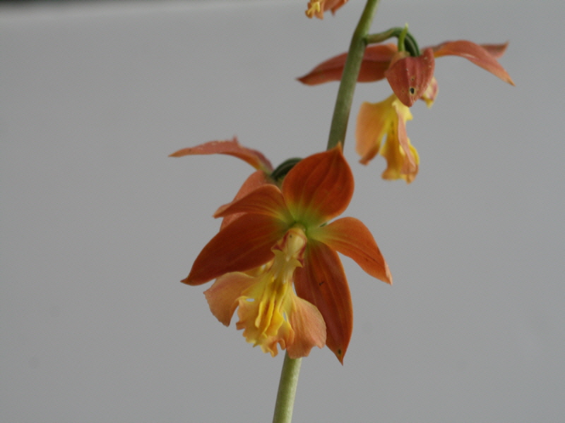 19-6일본새우란