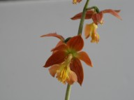 19-6일본새우란