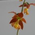19-6일본새우란