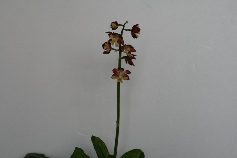 19-7 일본새우란