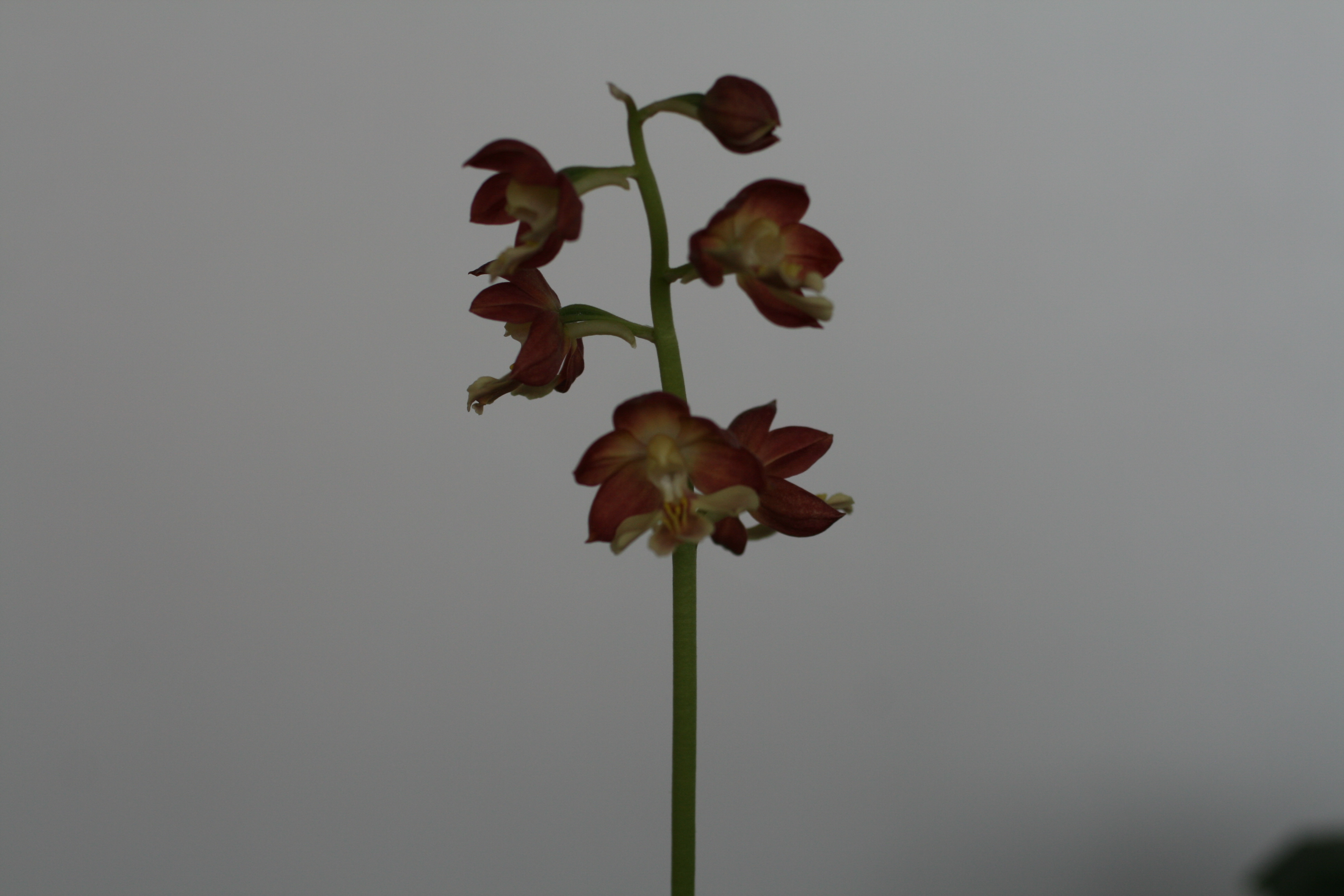 19-7 일본새우란
