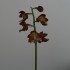 19-7 일본새우란