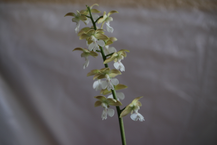 20-8 일본새우란