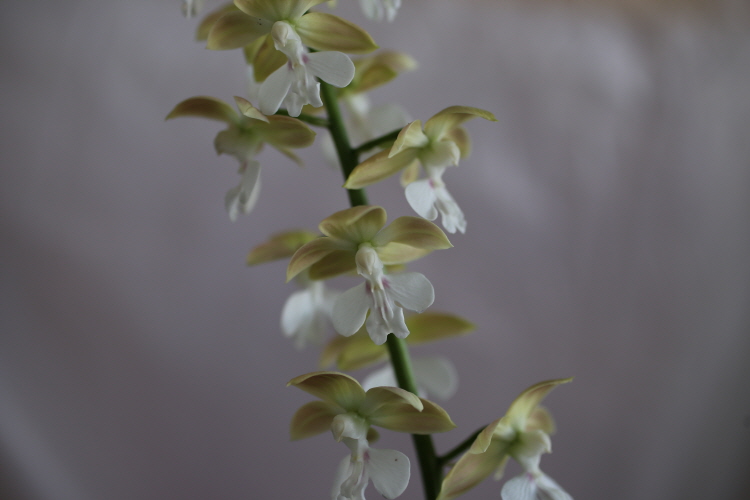 20-8 일본새우란