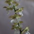 20-8 일본새우란