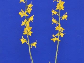 21-1삼판삼설금새우