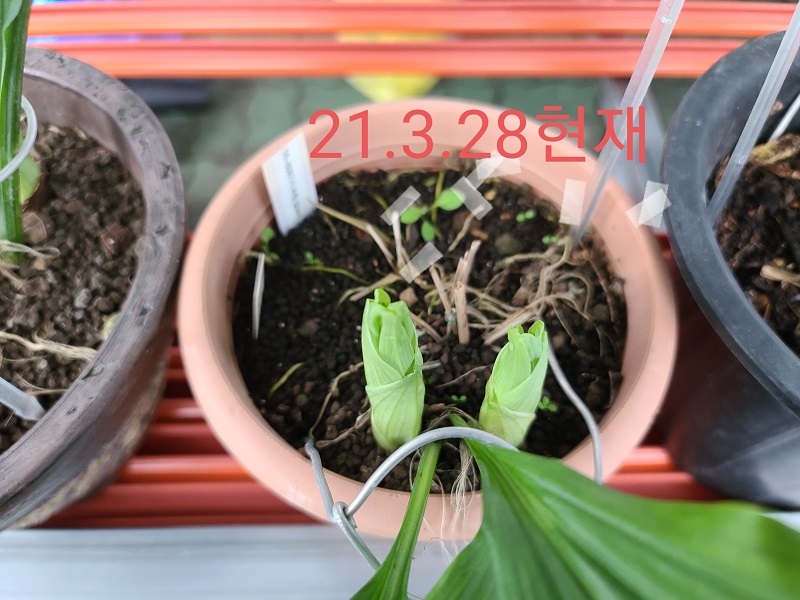 21-3 일본새우란2촉