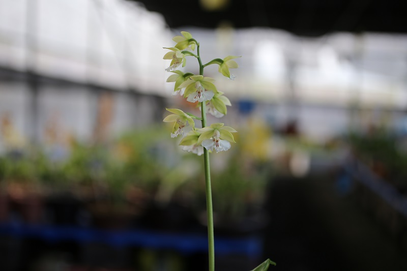 21-4녹판백설