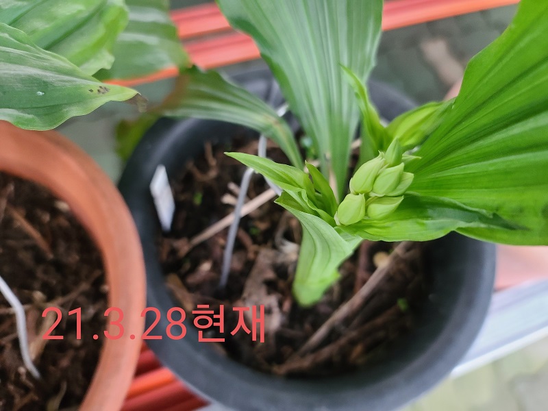 21-8 일본새우란 백화