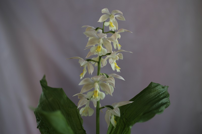 21-8 일본새우란 백화