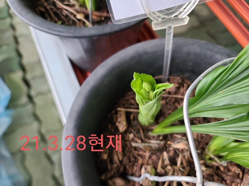 21-9 한라새우란