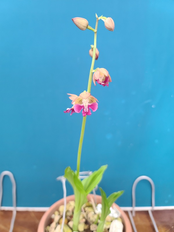 21-16 일본새우란