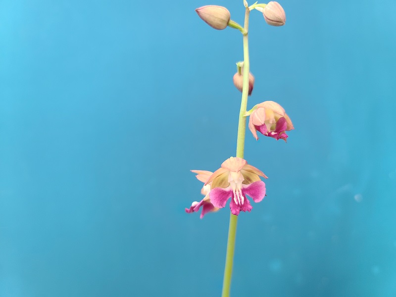 21-16 일본새우란