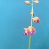 21-16 일본새우란