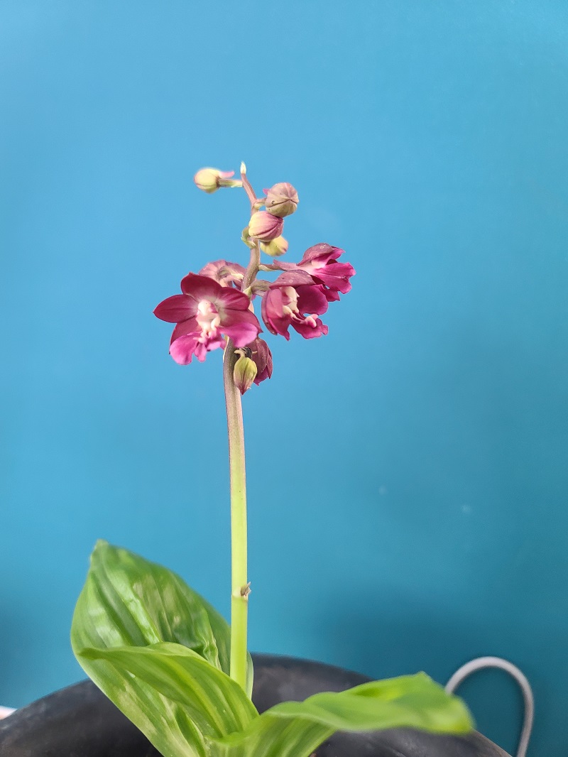22-7 일본새우란
