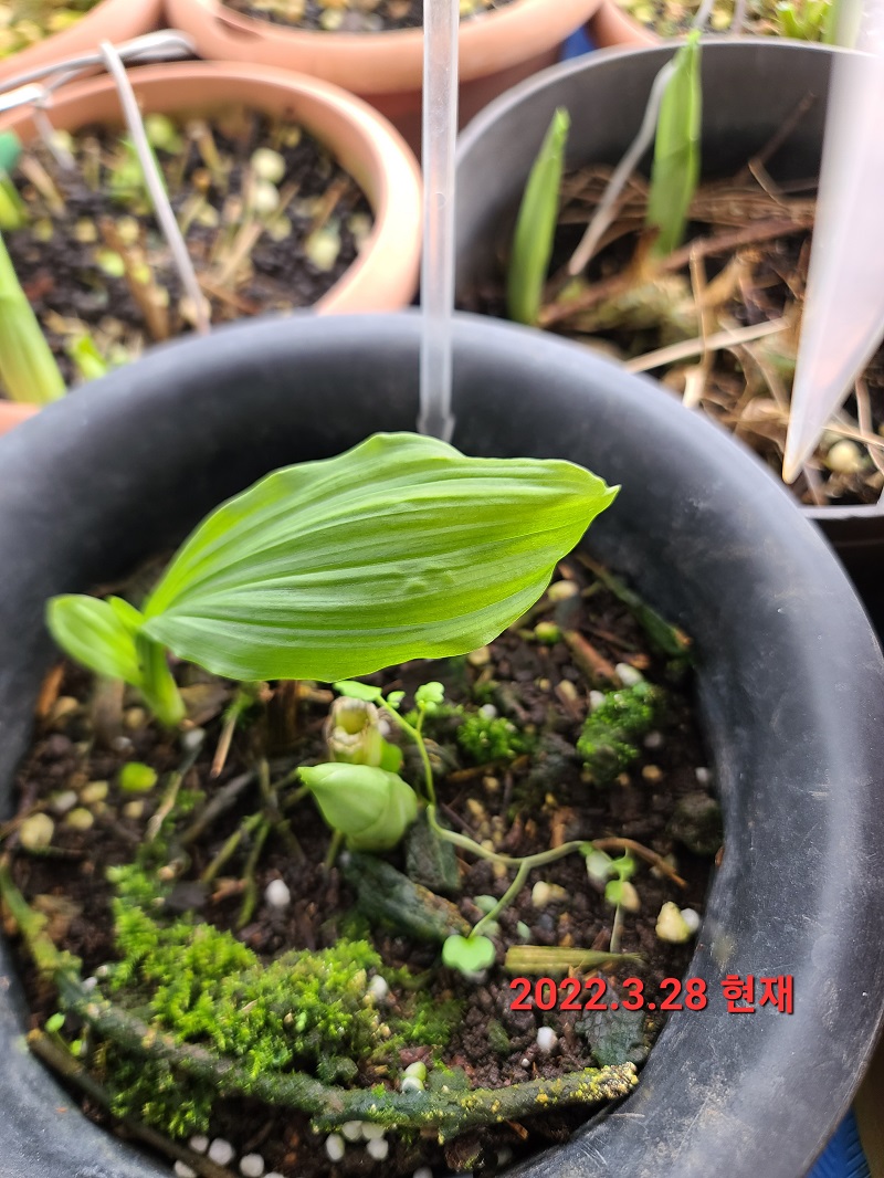22-7 일본새우란