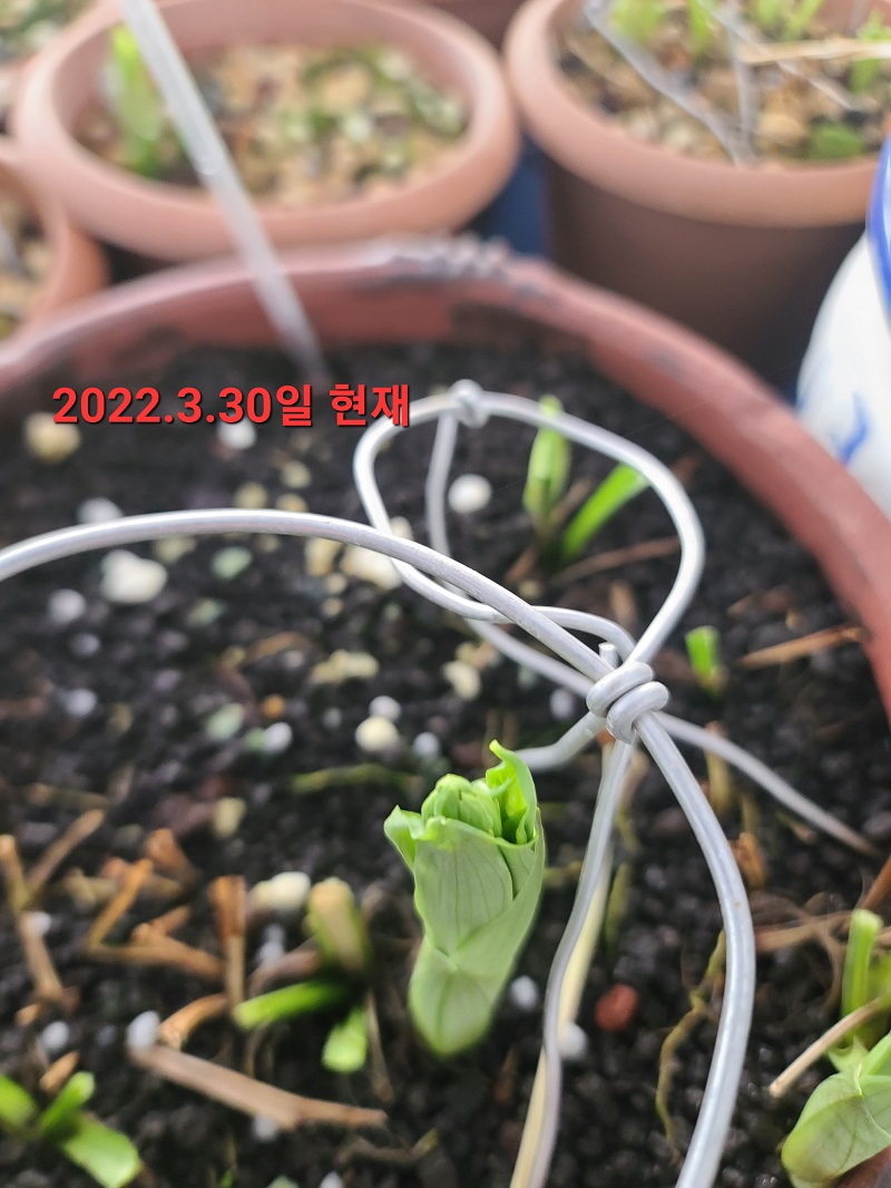 22-9 삼판삼설 기화