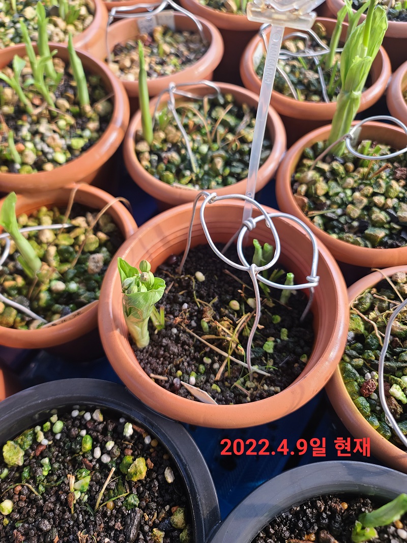 22-14 홍화