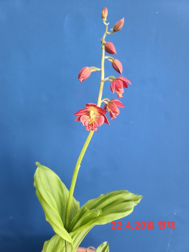 22-18 일본새우란홍화