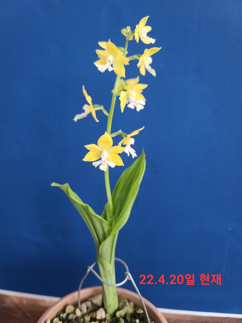 22-19 황판백설